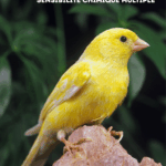 Mai – Mois de Sensibilisation à la Sensibilité Chimique Multiple (SCM)